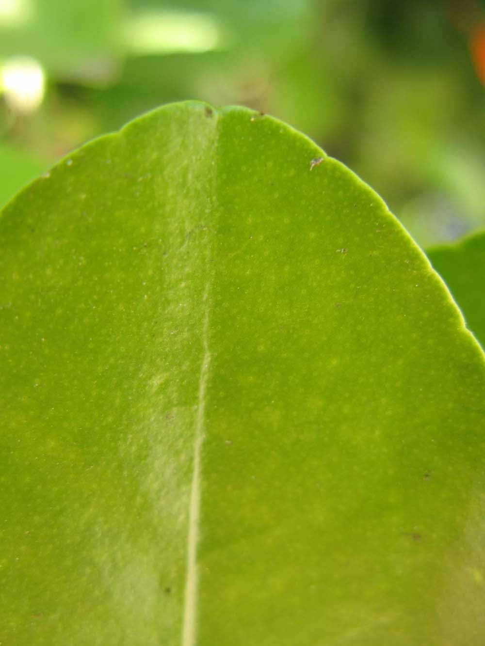              Margin (Winter Haven, FL)       